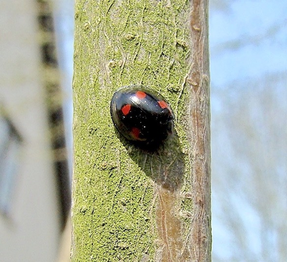 pine ladybird